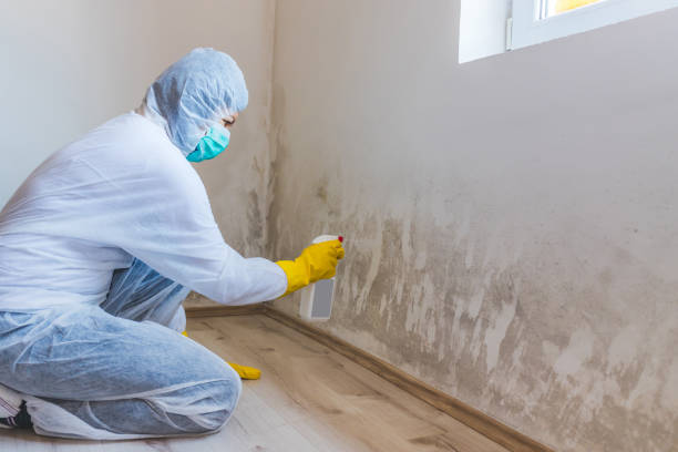 Licensed Attic Mold Removal service in Fairfield, IL - WQB Mold Removal