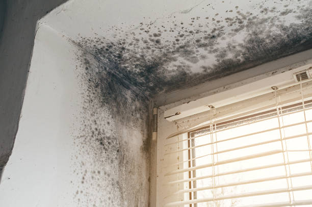 Affordable Attic Mold Removal solutions in Fairfield, IL
